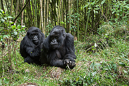 山地大猩猩,大猩猩,银背大猩猩,休息,女性,国家,卢旺达