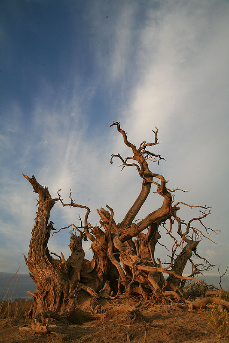 三千年胡杨树高清图片图片