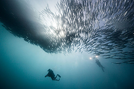水下视角,两个,潜水,仰视,成群,鱼,蓝色海洋,下加利福尼亚州,墨西哥
