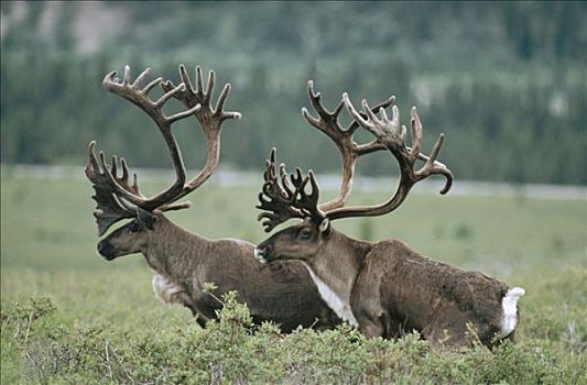 北美驯鹿,驯鹿属,一对,雄性动物,阿拉斯加