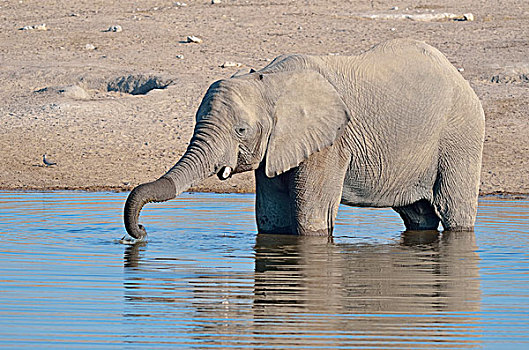 非洲,灌木,大象,非洲象,雄性,喝,水坑,埃托沙国家公园,纳米比亚