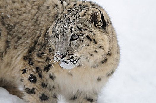 雪豹,幼兽,雪中
