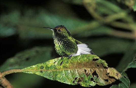 蜂鸟,哥斯达黎加