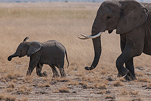 非洲大象070
