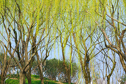 柳树,垂柳,草地