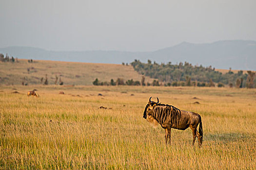 东非,肯尼亚,马赛马拉国家保护区,三角形,马拉河,盆地,角马