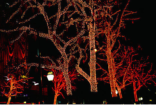 树,遮盖,光亮,户外,夜晚,巴黎,法国