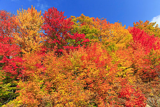 秋色,枫树,深秋,阿尔冈金省立公园,安大略省,加拿大,北美
