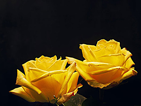 玫瑰,花,黄色,静物,黑色背景