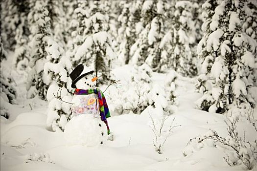 雪人,彩色,围巾,背心,戴着,黑色上衣,帽子,站立,雪中,遮盖,云杉,树林,靠近,费尔班克斯,阿拉斯加,冬天