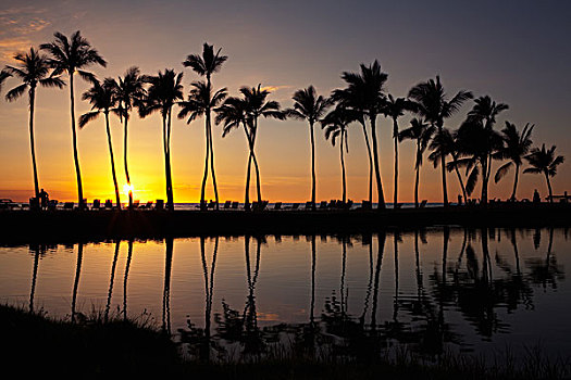 椰树,树,剪影,日落,上方,阿纳耶霍玛鲁湾,湾,南,柯哈拉,瓦克拉,夏威夷,美国