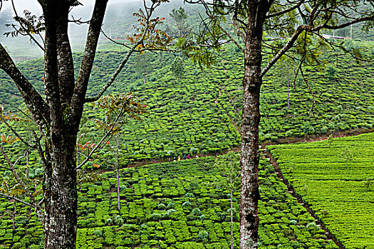 茶园,中央省,斯里兰卡
