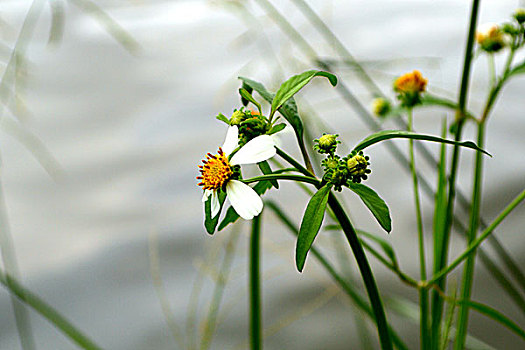 野草