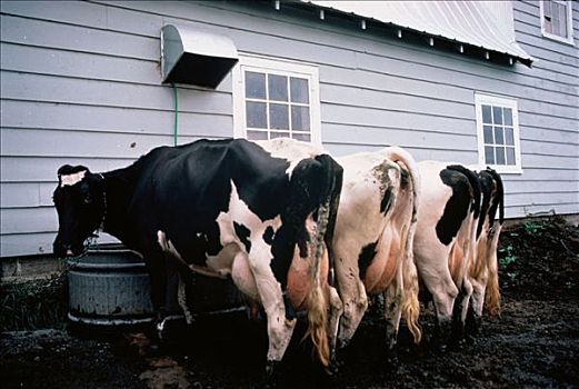 排,母牛,吃,北方,特洛伊,佛蒙特州,美国