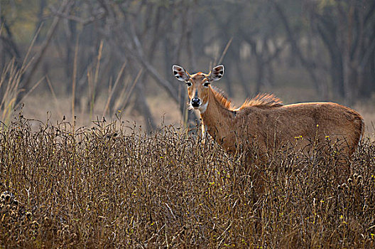羚羊,拉贾斯坦邦,国家,公园,印度,亚洲