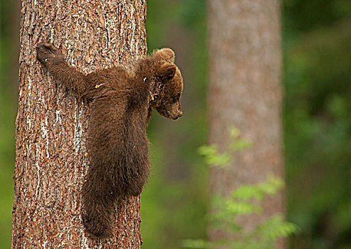 褐色,熊,幼兽,攀登,树,卡瑞里亚,芬兰,欧洲