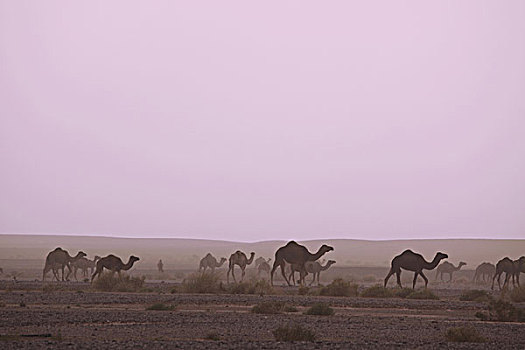 非洲,北非,摩洛哥,沙漠,梅如卡,牧群,骆驼,尘土,朴素