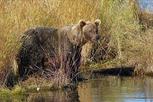 棕熊,布鲁克斯河,国家公园,阿拉斯加,美国