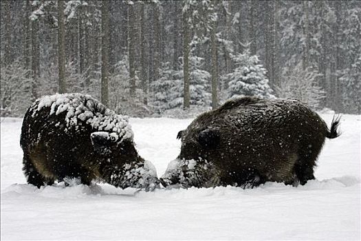野猪,冬日树林,降雪,公猪,母猪,雄性,雌性