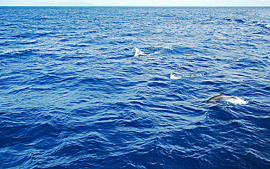 dominica,roseau,dolphins,swimming,in,the,blue,sea