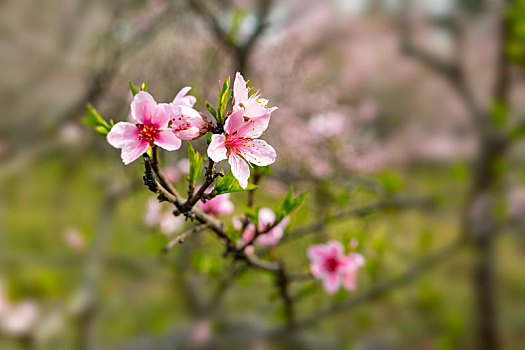 桃花