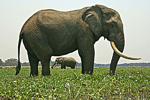 两个,牛市,非洲象,站立,赞比西河,国家公园,津巴布韦