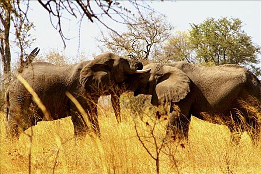 非洲象,玩,树林,乔贝国家公园,博茨瓦纳
