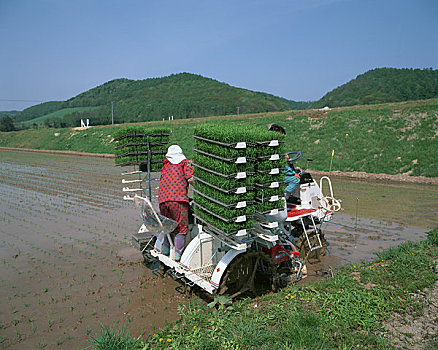 工作,水稻种植