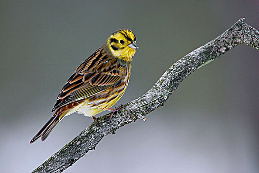 金翼啄木鸟,黄鹀,波兰