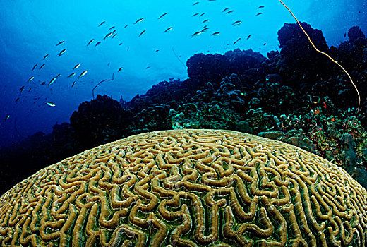 大,脑珊瑚,多巴哥岛,加勒比海