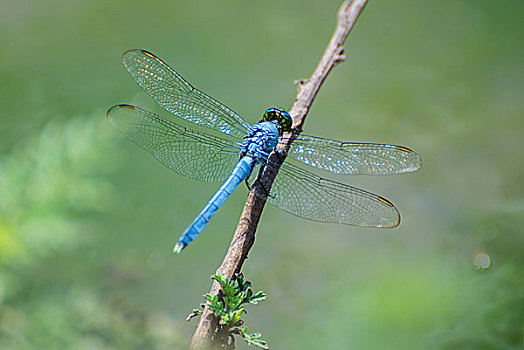 蓝色,蜻蜓