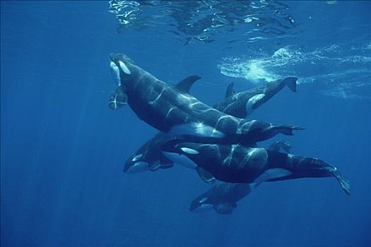 逆戟鲸,一个,男性,三个,雌性,幼兽,水面,所罗门群岛