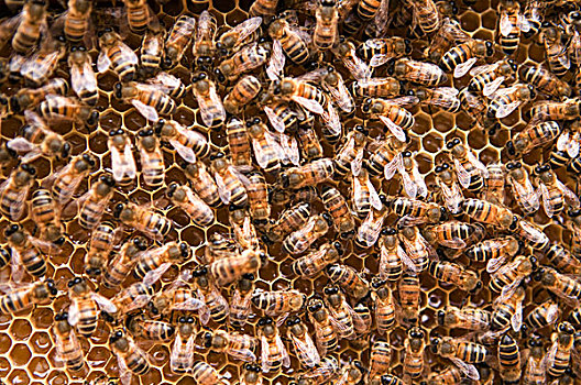 许多,蜜蜂,蜂窝状,伦敦东部,英国