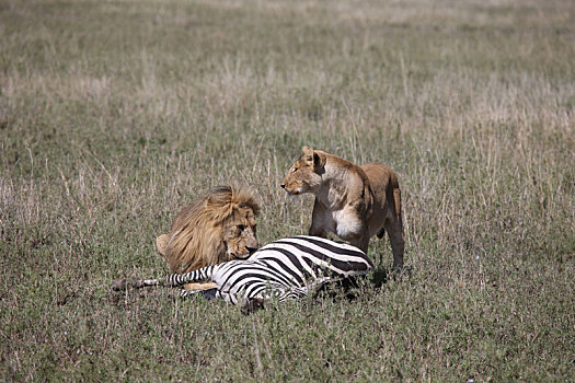 野生,狮子,哺乳动物,吃,斑马,非洲,大草原,肯尼亚