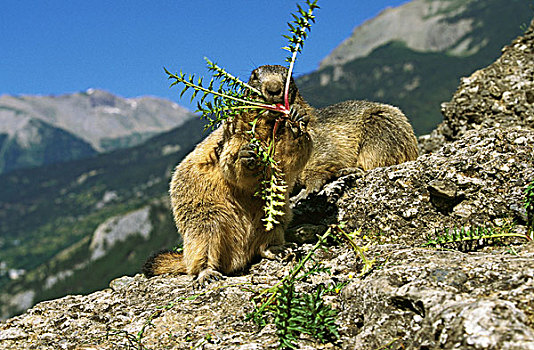 阿尔卑斯山土拨鼠,旱獭,成年,吃饭,吃,蒲公英,法国阿尔卑斯山