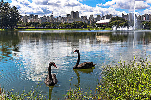 两个,黑天鹅,游泳,湖,伊比拉普埃拉公园,圣保罗,巴西