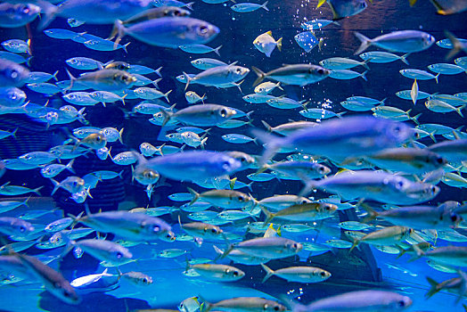 阿联酋迪拜棕榈岛,失落的空间,水族馆