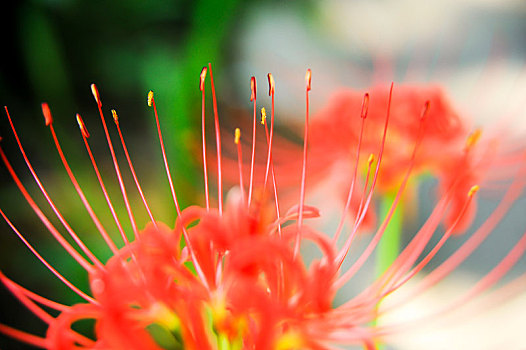 彼岸花,花卉,植物