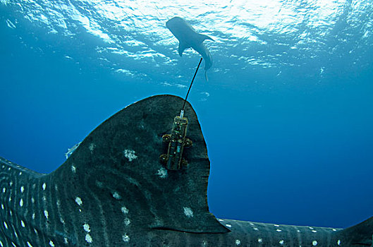 鲸鲨,坐,标签,湾,西巴布亚,印度尼西亚,科学家,凹,检查,鲨鱼