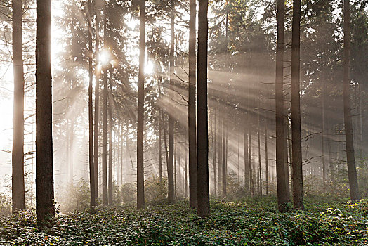 阳光,树林,晨雾,莱茵兰普法尔茨州,德国,欧洲