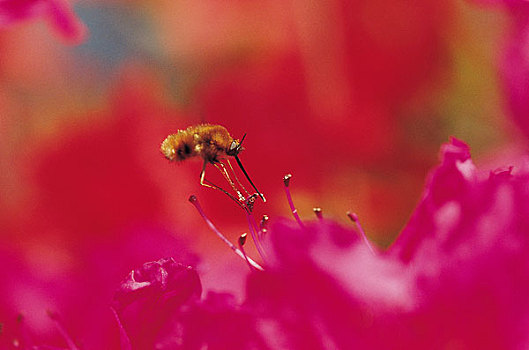 蜜蜂,红色,花