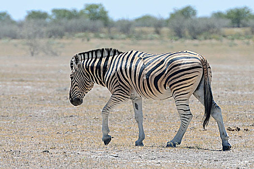 白氏斑马,斑马,草原,埃托沙国家公园,纳米比亚,非洲