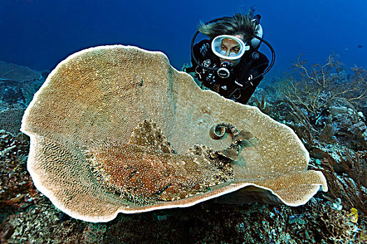 潜水者,看,珊瑚,珊瑚礁,大堡礁,世界遗产,昆士兰,澳大利亚,太平洋