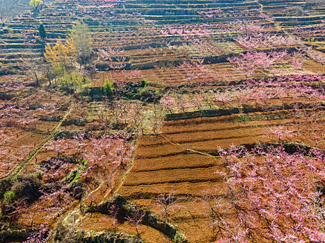 沂蒙山区百万亩桃花盛开