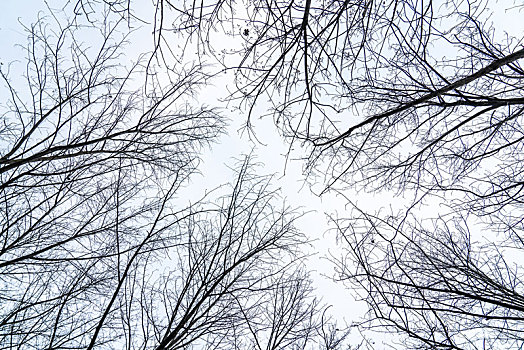 冬天阴天下的树枝