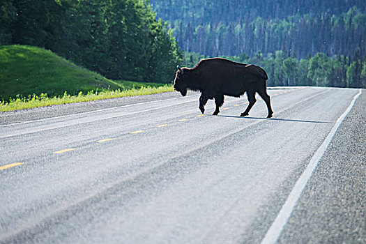 木头,野牛,阿拉斯加公路,靠近,温泉,不列颠哥伦比亚省,加拿大