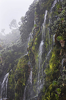 瀑布,山谷,鲁文佐里山地区,乌干达
