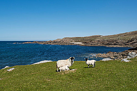 绵羊,母羊,羊羔,一个,吸吮,大西洋海岸,多纳格,爱尔兰,欧洲