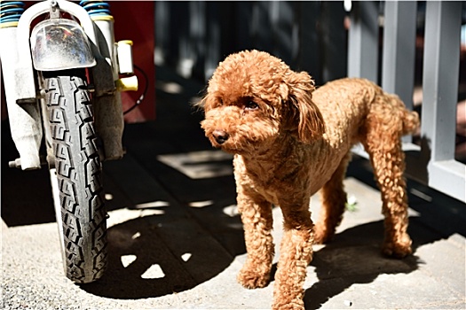 车轮边的宠物狗泰迪犬