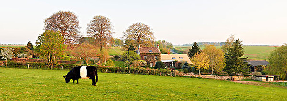 母牛,土地,靠近,农舍,科茨沃尔德,格洛斯特郡,英格兰,英国